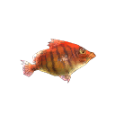 Orange Boar Fish