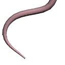 Mouse Tail