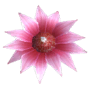 Cactus Flower
