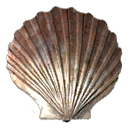 Sea Shell