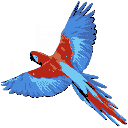 Flying Parrot