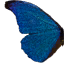 Blue Butterfly Wing