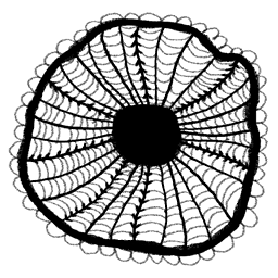 Lace Circle
