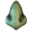 Witch Nose