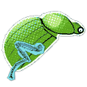 Scarab