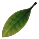 Jungle Leaf