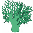 Green Coral