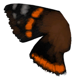 File:Sticker Victoria Lab Animals Red Admiral.png