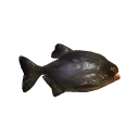 Mean Piranha Fish