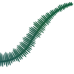 Green Fern