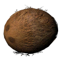 Coconut