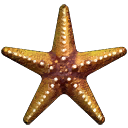 Starfish