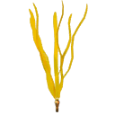 Yellow Seaweed