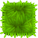 Seaweed Grass