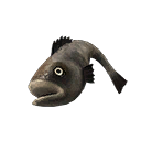 Chef Fish