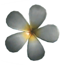 Plumeria - White