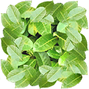 Canopy Leaves