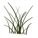 Decoration HUB Seaside Grass Clump02 Icon.png