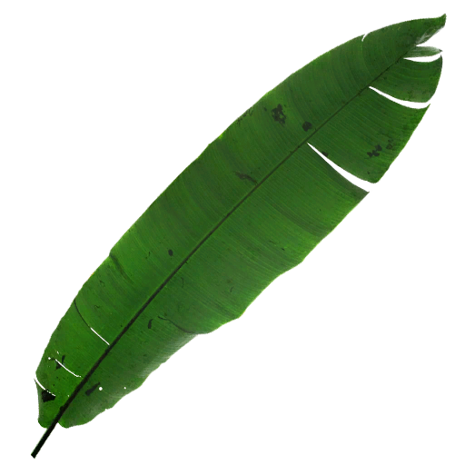 Palm Leaf