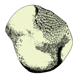 Frog Body