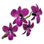 Pink Orchids