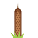 Bullrush