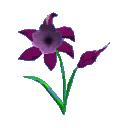 Flower 2