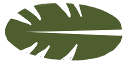 Palm Tree Leaf 6