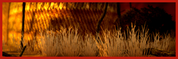 Background Africa Savannah Icon.png