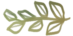 Sticker Zen Foliage Leaf 1.png