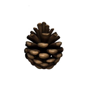 Render Move Object Pinecone.png