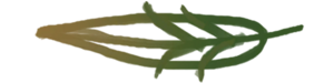 Sticker Zen Foliage Leaf 3.png